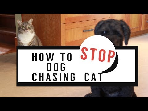 How To Stop Dog Chasing The Cat