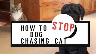 How To Stop Dog Chasing The Cat