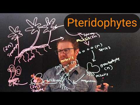 Pteridophytes: Ferns and Their Kin