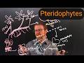 Pteridophytes: Ferns and Their Kin