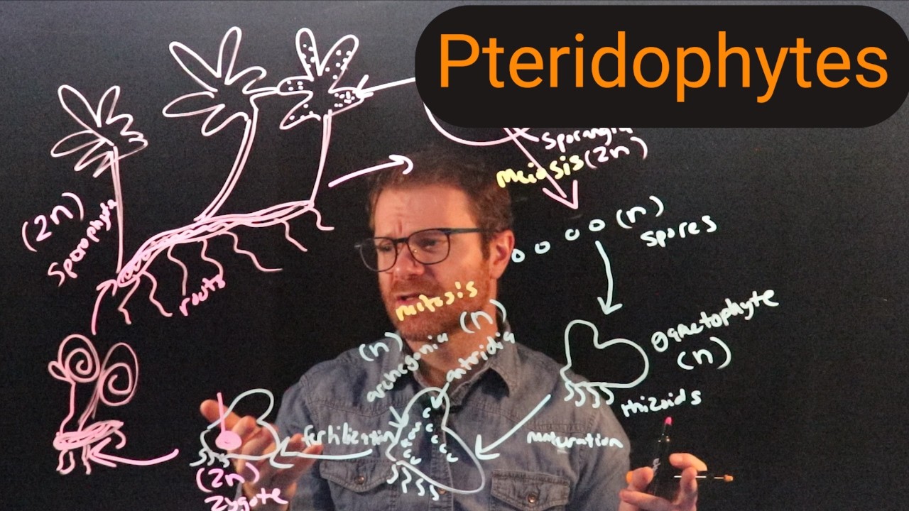 Pteridophytes: Ferns and Their Kin