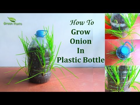 How to Grow Small Onion In Plastic Bottle Garden Ideas // GREEN PLANTS Video