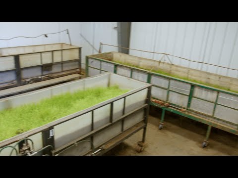 Large Scale Vermicomposting at AgriBio Systems