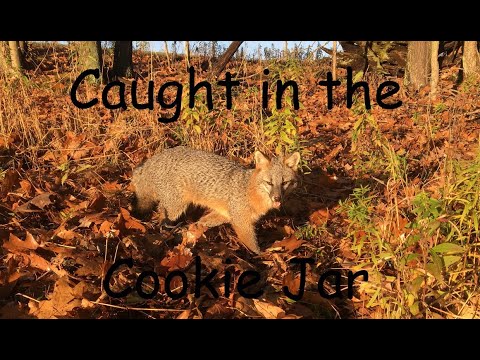 Trapping Coyotes and Fox 2020-21 Season 6 E. 2 #foxtrapping #coyotetrapping