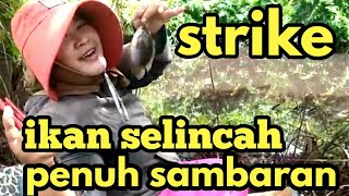 Download lagu EMAK EMAK MANCING // MANCING IKAN KEPAR,SELINCAH,KAPAR mp3
