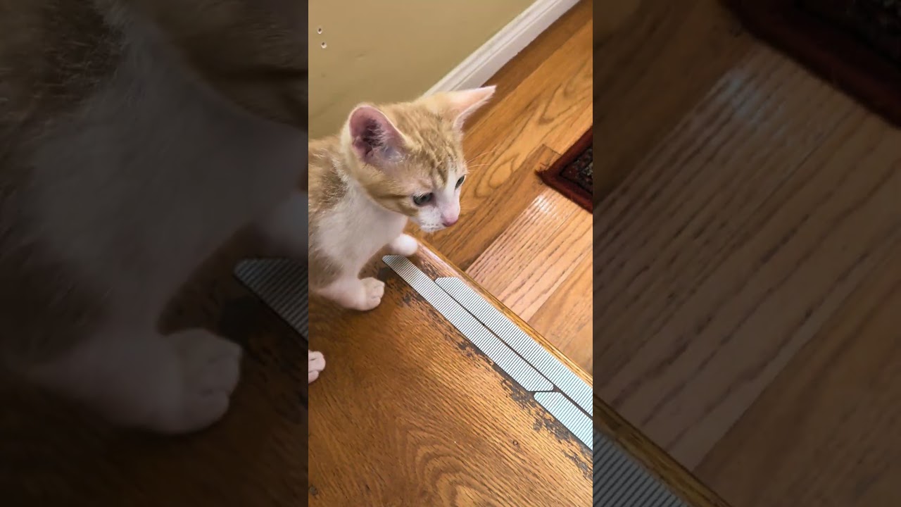 Steve Martin, a Adoptable Domestic Short Hair in Escondido, CA video 5/5