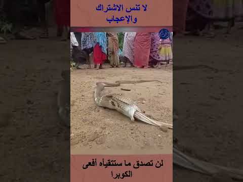 لن تصدق ما ستتقيأه أفعى الكوبرا #shortsvideo