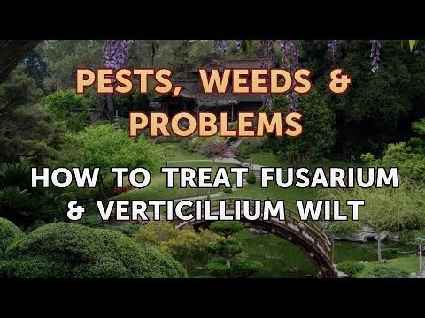 , title : 'How to Treat Fusarium & Verticillium Wilt'