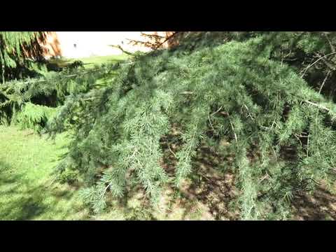 Cedrus atlantica cedr atlaský