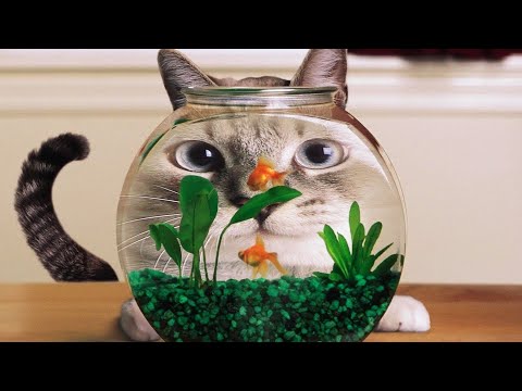 Funny Cat Scares Of Ordinary Things Cute And Funny Cat Reactions