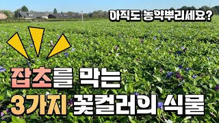 골라~골라~ 7탄 3색 꽃이 믹스로 피는 빈카 트리컬러!!! 파격 할인 20% 진행!!!! 나무아빠를 잡고 …