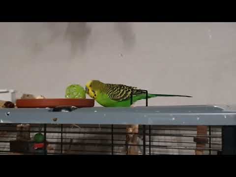 Ticks, Freunde usw.  9. Tag 😃