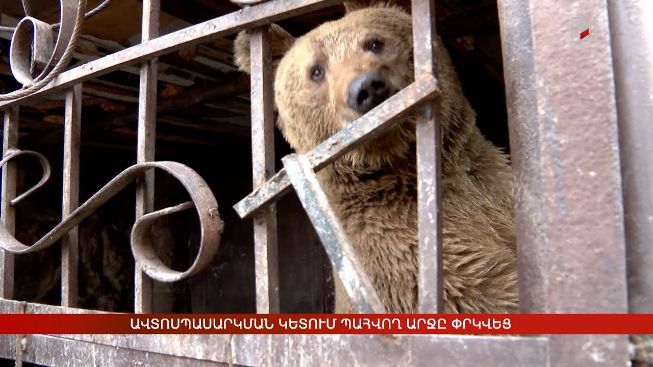 Ավտոսպասարկման կետում պահվող արջը փրկվեց