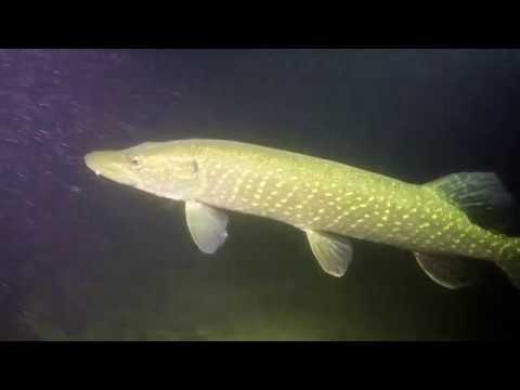 Duiken Nionplas (Raamsdonksveer) - veel baarzen en een snoek