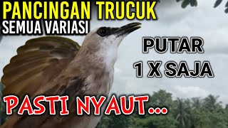 Download lagu VARIASI KOMPLIT SUARA PANCINGAN & MASTERAN BURUNG TRUCUK mp3