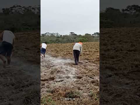 Fazendo a correção do solo com calcário.