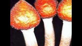 The Big F - Gone Ancient