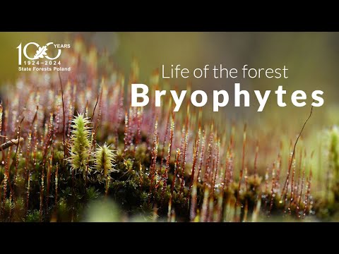 The Life of the forest. Bryophytes