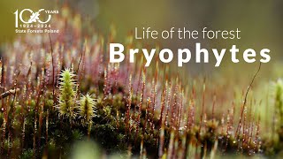 Life of the forest. Bryophytes