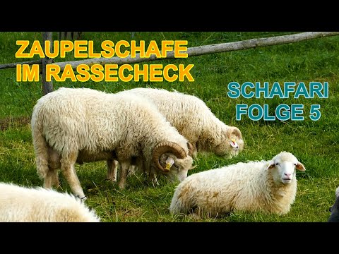 , title : 'Zaupelschafe im Rassecheck bei SCHAFARI -  Folge 5 mit der robusten Schafrasse aus dem Mittelalter'