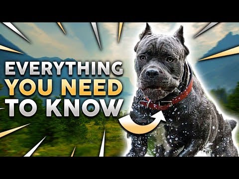 Cane Corso 101! Everything You Must Know About Owning a Cane Corso Puppy