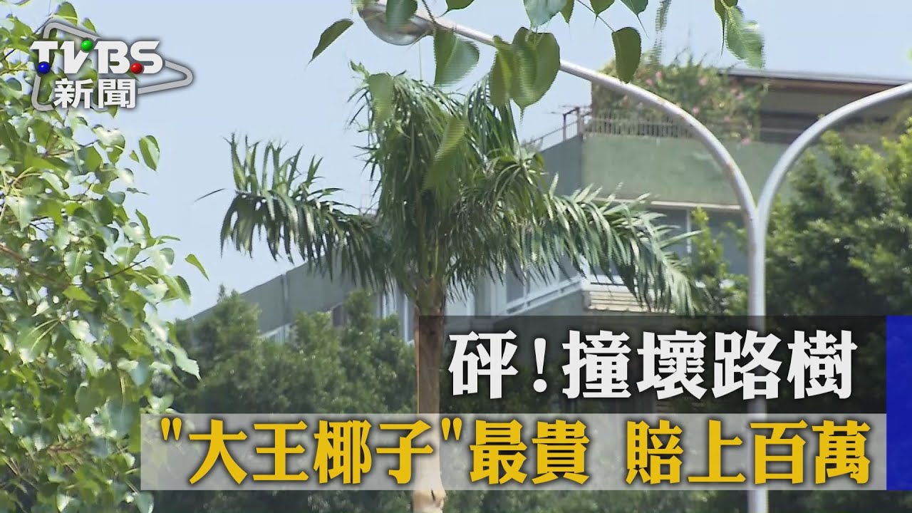 砰！撞壞路樹　「大王椰子」最貴賠上百萬