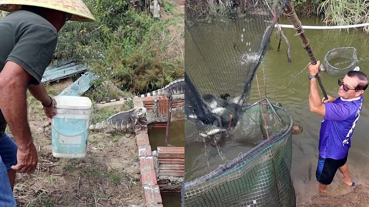 PESCANDO ALEVINOS DE TILÁPIA PARA CRIAR