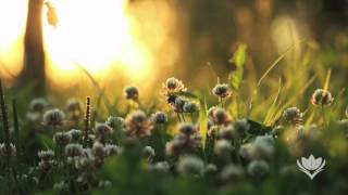 Flunk - Morning Star (Parliavox Remix)