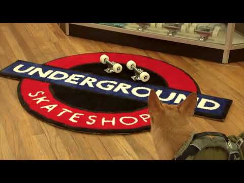 Mini Logo 8.0" Raw Trucks + ML Bearings + A-cut 53mm 101a White Wheels (Set of 2)