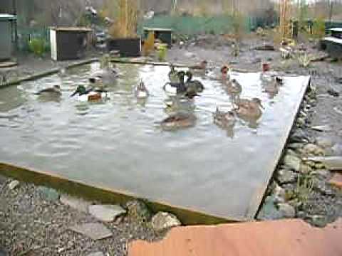 Ma Sauvagine Le Petit Chasseur