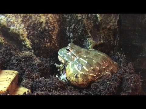 Pixie Frog (Giant African Bullfrog) Shedding