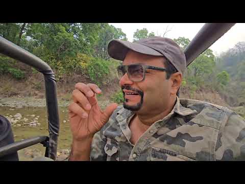 Missed the Cubs of Tigress Titli the Queen! | Dhikala Safari | Kingfisher Banging Fish On The Rock