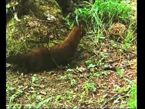 Euroopa naarits, (1983)