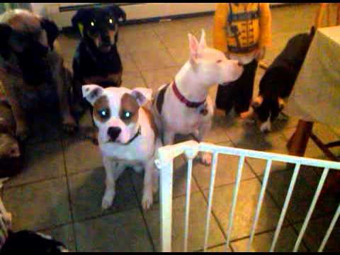 Bark Busters Home Dog Training Bucks County video.