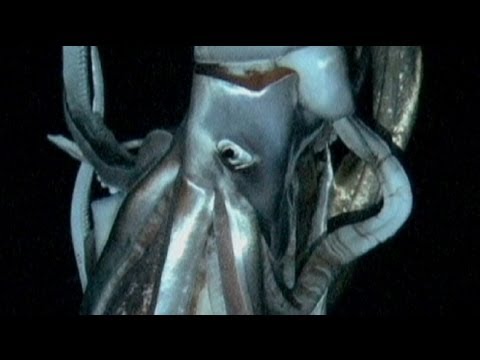 Japaner filmen Riesenkalmar in der Tiefsee