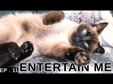 How To Entertain Your Siamese Cat