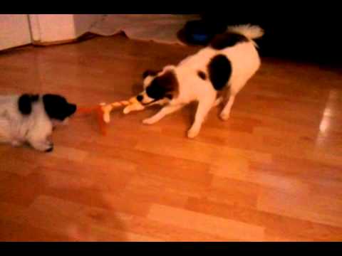 Noynoy jr. and Neenah Round 1