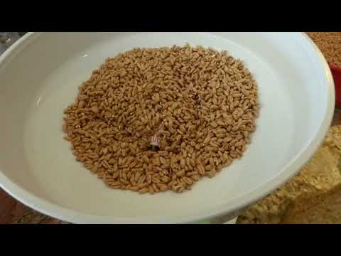 The Benefits of Sprouted Wheat