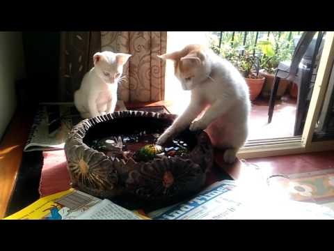 Parth's cats-Sweety & Chikoo
