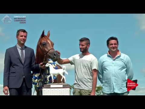 3rd PLACE  N.2 MALENA - Chantilly 2017 European BC - Yearling Fillies Championship (Class 10)