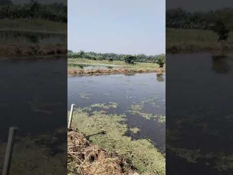 Love my country, love my home town, love my village.#nasrin #nature #