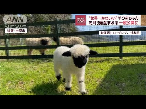 , title : 'モフモフ！「世界一かわいい羊」赤ちゃん公開　滋賀・米原市(2023年3月30日放送)'