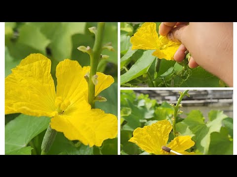 How to hand pollinate your plants? जाने hand pollination कैसे करे? @Greenleafytales