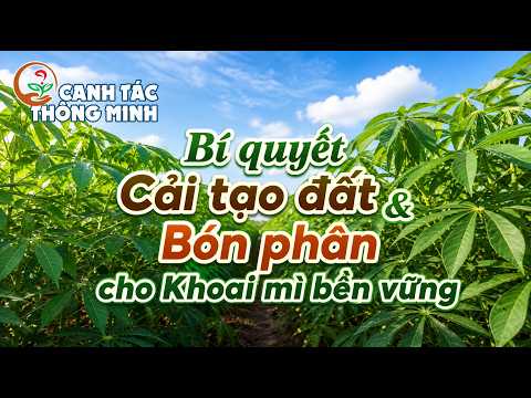 Canh Tác Thông Minh | Kinh Nghiệm Cải Tạo Đất Và Bón Phân Cho Khoai Mì Bền Vững 🍠