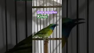 Download lagu Pancingan kinoi agar bunyi #kinoigacor #kinoiisian #birdsong #shortsvideo #shorts #viralbird mp3