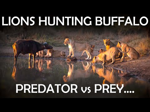 Lions vs Buffalo (Lions hunting big prey) Wildlife video Kruger National Park😲😲😲