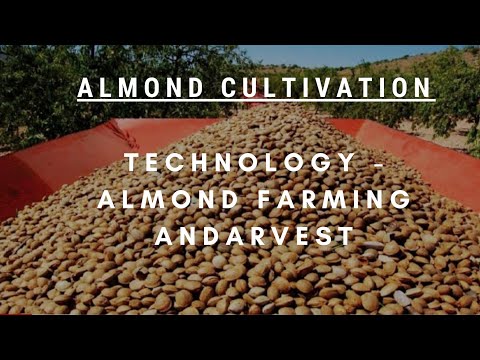 Awesome Almond Cultivation Technology - Almond Farming andarvest