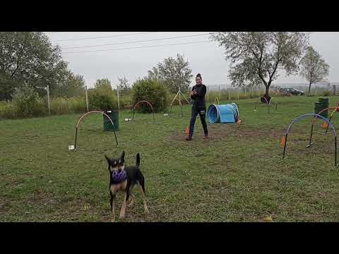B.Fly Dog Sports - Nootka, Zsivány Hoopers edzés - 2022.09.25.