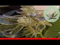 Jack Frost - All About This Strain