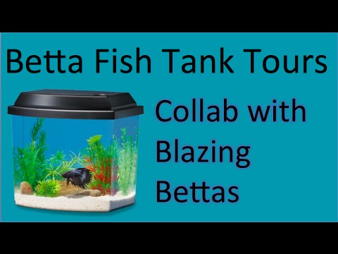 Betta Fish tank tours 2016 / Collab with Blazing Bettas